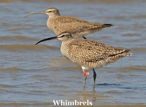 Whimbrels